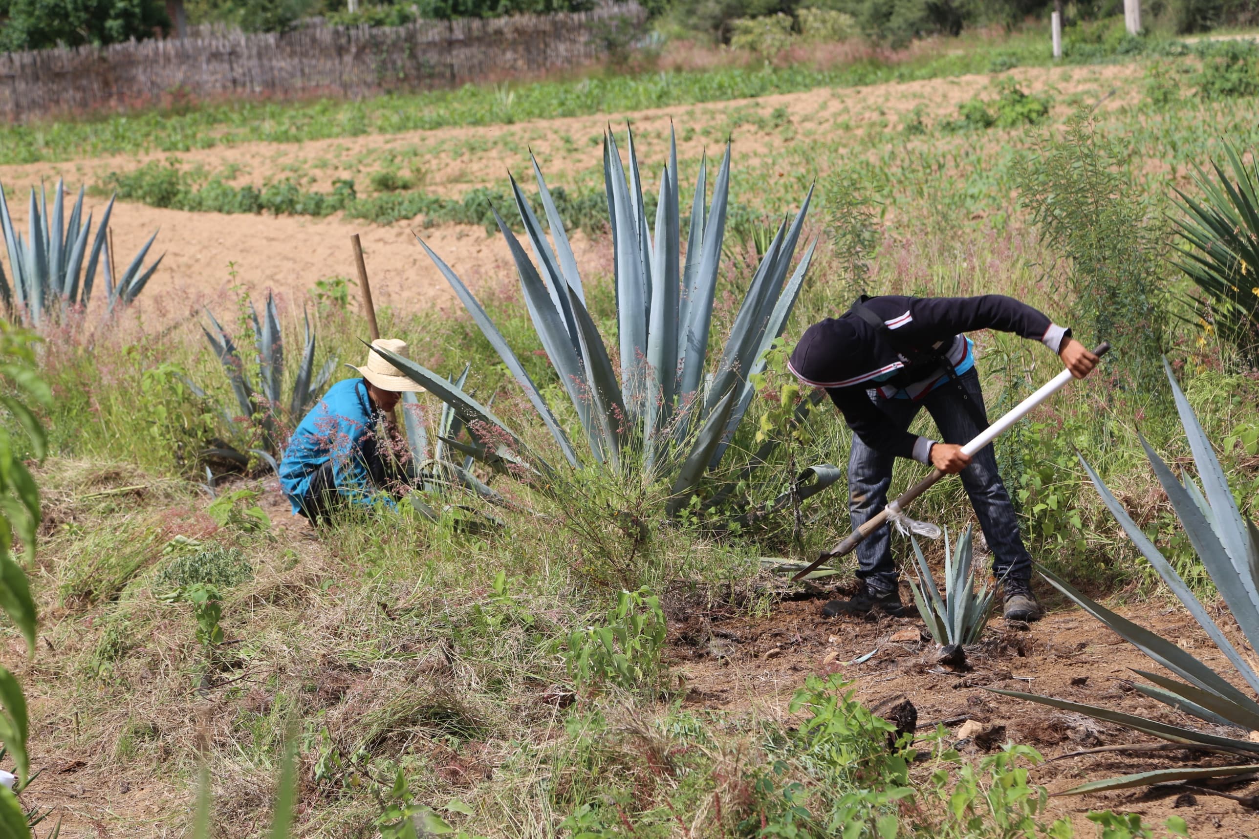 Tending the agave in the field — Mr. Mezcal, Oaxaca