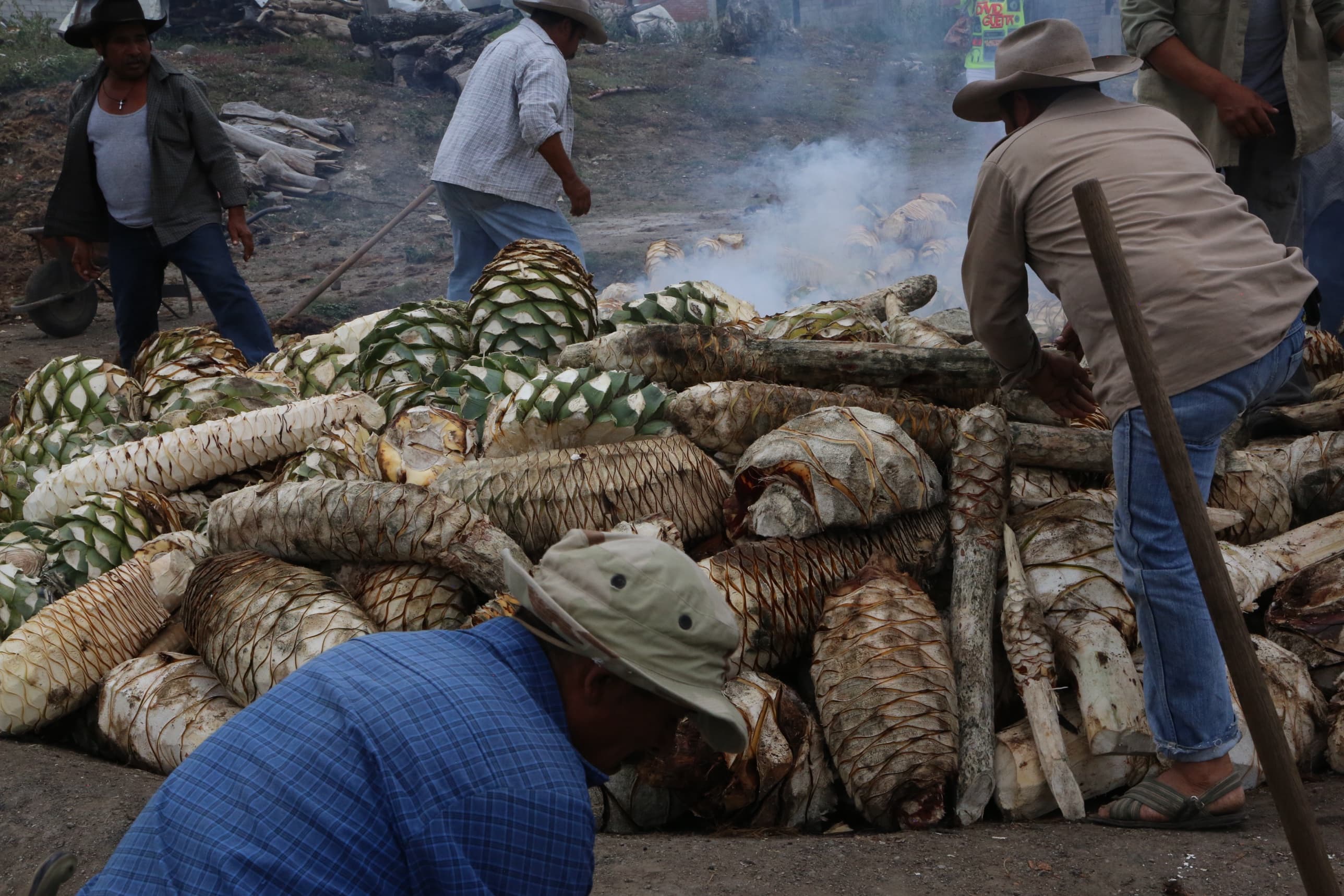 Agave roasting in the earthen pit — Mr. Mezcal, Oaxaca